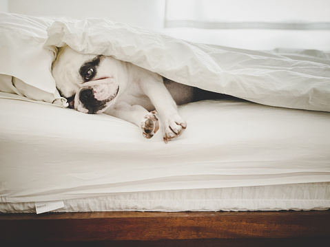 Frenchie dog waking up in the morning in human bed