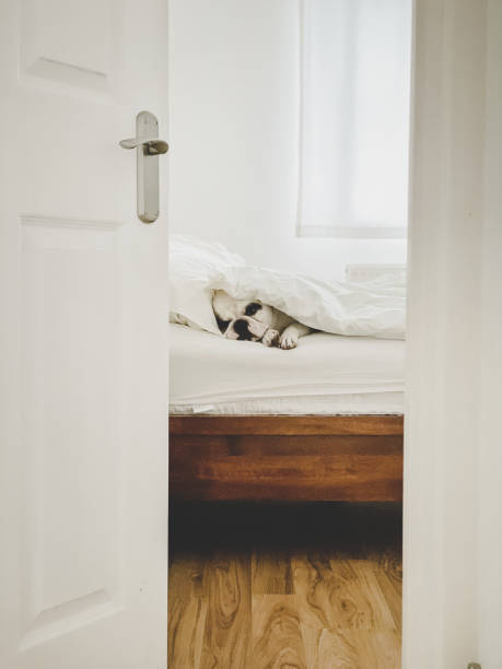 French Bulldog sleeping on bed, view through an open bedroom door Spoiled Frenchie dog waking up in the morning in human bed ajar stock pictures, royalty-free photos & images