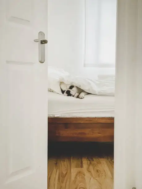 Photo of French Bulldog sleeping on bed, view through an open bedroom door