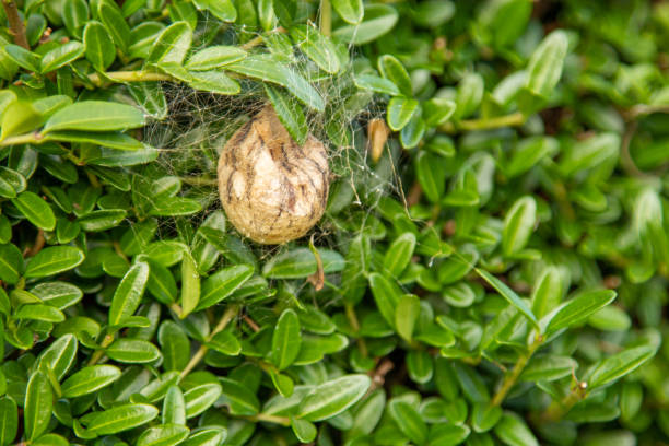 The wasp spider, zebra spider, silk ribbon spider or tiger spider dies after the completion of the cocoon.
