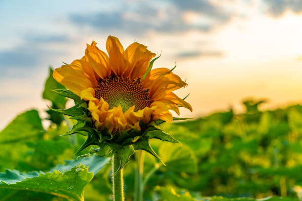 istock Sunflower Field at Sunset, Cookstown, Ontario, Canada. 1340051548