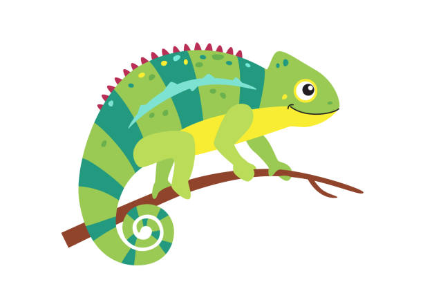Vector chameleon lizard isolated on white background Illustration of chameleon sitting on branch, colored exotic animal chameleon stock illustrations