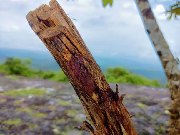 Selective focus on the stump of the tree whose head was cut off on blur background beautiful closeup view