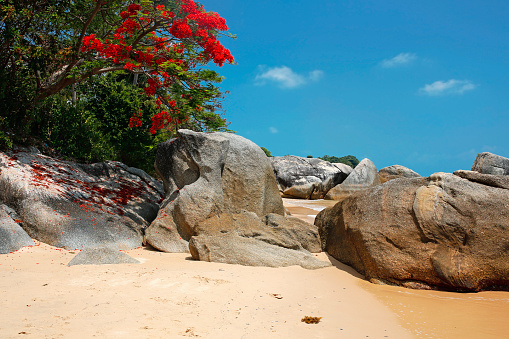 beautiful tree with red flowers and rocks on the sandy beach in Lamai, Koh Samui, Thailand