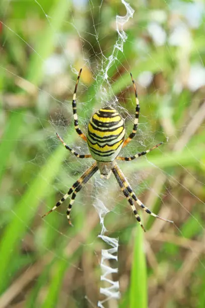 Wasp spider, zebra spider, silk ribbon spider or tiger spider in their web. The spider was voted Spider of the Year in 2001.