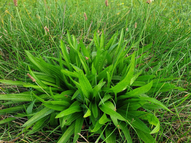 pianta di piantaggine plantago lanceolata - perennial leaf fruit tropical fruit foto e immagini stock