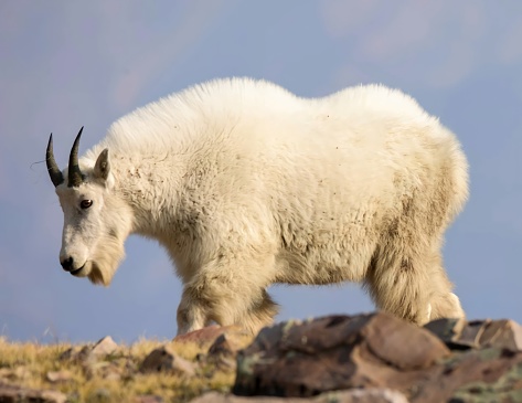 Mountain goat (Oreamnos americanus), also known as the Rocky Mountain goat, is a hoofed mammal endemic to North America. A subalpine to alpine species, it is a sure-footed climber.