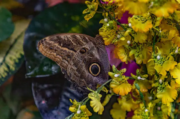 A picture of a Pale Owl-Butterfly sitting on a flower.