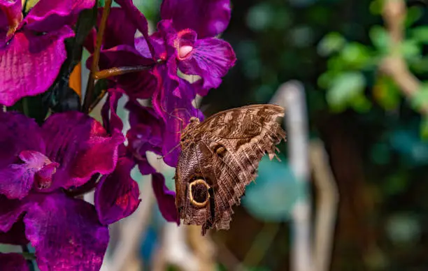 A picture of a Pale Owl-Butterfly sitting on a flower.