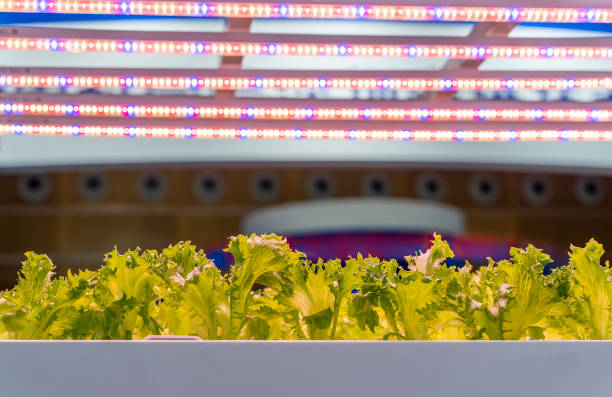 gewächshaus gemüse pflanze mit led licht indoor farm technologie - greenhouse plant nursery plant lighting equipment stock-fotos und bilder