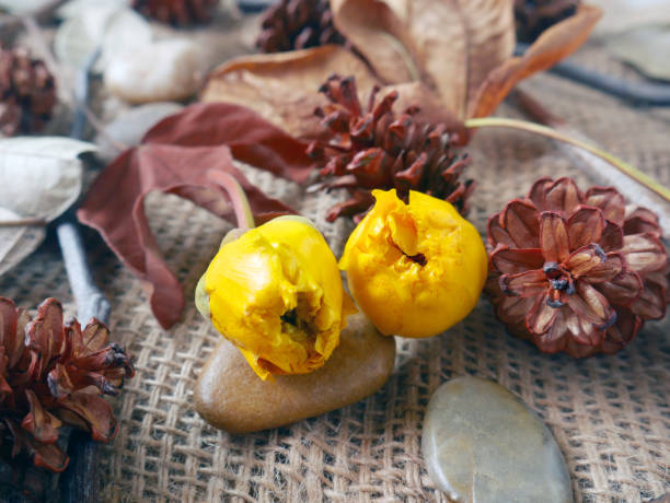 istock Autumn background isolated on a white marble 1340059626