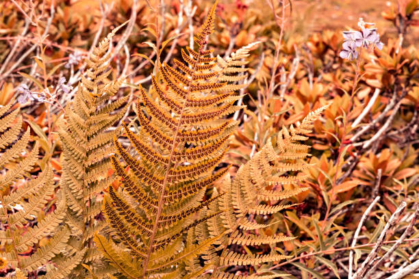 pflanzenherbsthintergrund mit trockenen farnblättern nahaufnahme und kopierraum in ingwertönen, herbstsaison, abstrakt, textur, schönheit in der natur, botanische tapete - fern leaf plant close up stock-fotos und bilder