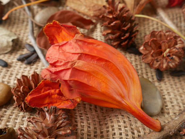 istock Autumn background isolated on a white marble 1340060143