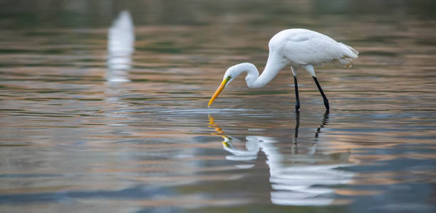 istock The Great White Egret 1340060166