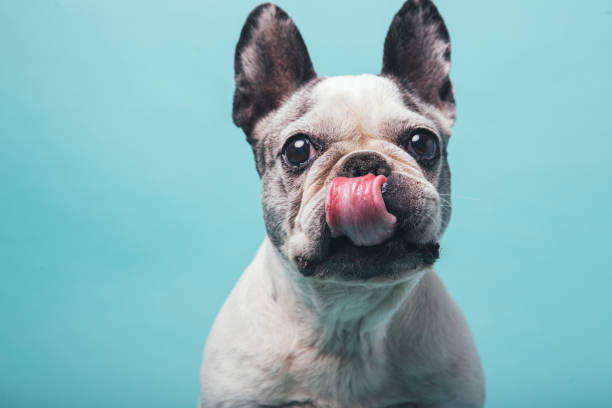 istock Funny french bulldog licking lips on blue studio background 1340060377