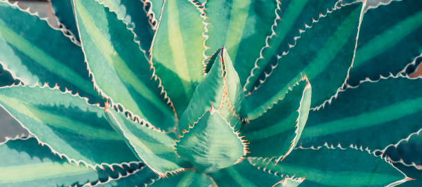 istock Blooming Agave bush texture tropical plant as natural line pattern 1340061066