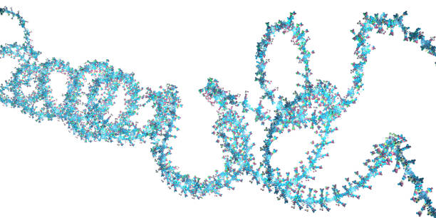 istock Ribonucleic acid chain from which the deoxyribonucleic acid or DNA is composed - 3d illustration 1340061237