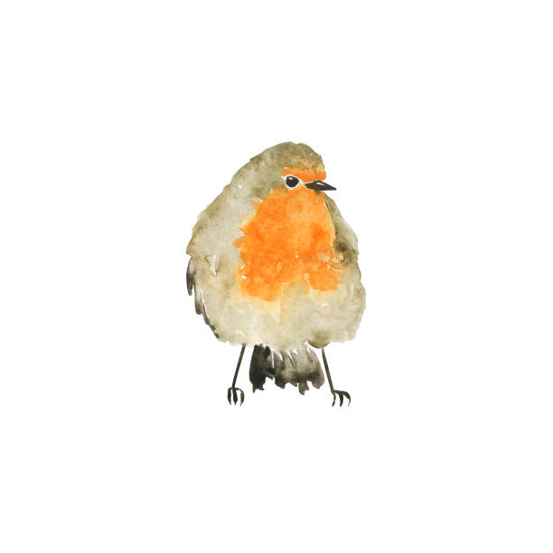 istock Robin bird isolated on white background. Watercolor hand drawing illustration. Wet style aquarelle. Cute winter grey and orange bird. 1340061643