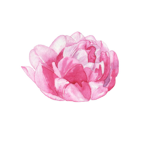 illustrazioni stock, clip art, cartoni animati e icone di tendenza di bocciolo di tulipano fiore di peonia isolato su sfondo bianco. illustrazione ad acquerello a mano della pianta primaverile. perfetto per il design del blog, la copertina, il biglietto di nozze. doppio tulipano precoce. - bud flower tulip flowers