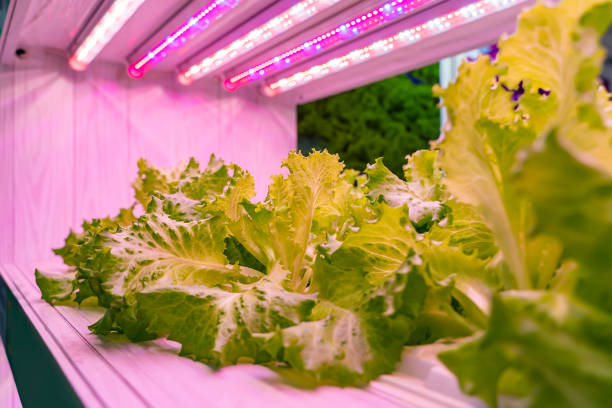 gewächshaus gemüse pflanze mit led licht indoor farm technologie - greenhouse plant nursery plant lighting equipment stock-fotos und bilder