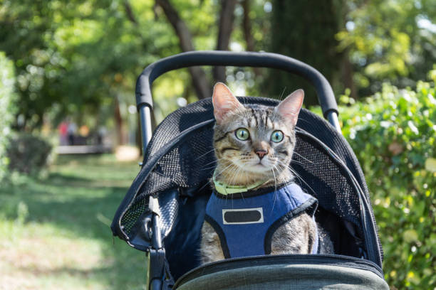 istock nice brown tabby cat with green eyes sitting in his stroller with his blue harness and attention-faced. 1340062056