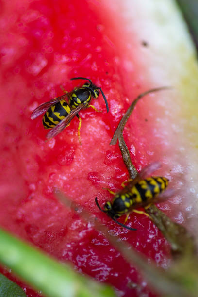 istock Wasps eating a watermelon rind at a summer barbeque 1340064067