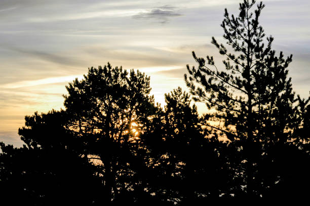 istock warm lighting among the pines at sunset 1340064096
