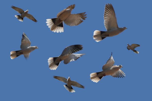 istock flock of turtle doves flying in different directions 1340064149