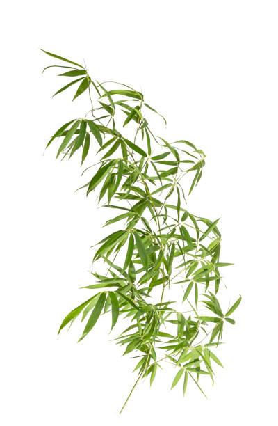istock Bamboo leaf with clipping path isolated on white 1340064750