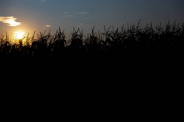istock Corn stalks silhouetted against the evening sky in a field. 1340065209