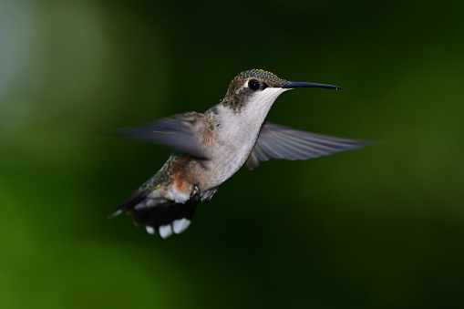 Female ruby-throated hummingbird (Archilochus colubris) in flight. Note the pollen on her head.