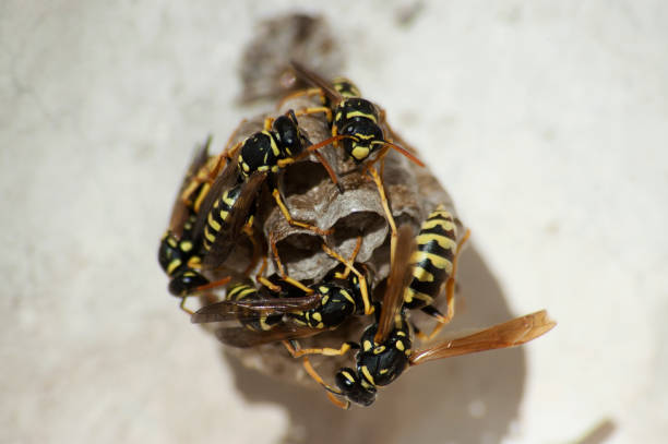 wasps surrounding their nest to protect it