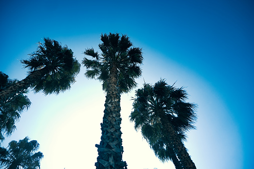 Tall palm trees on a sunny day against clear blue skies in Spain