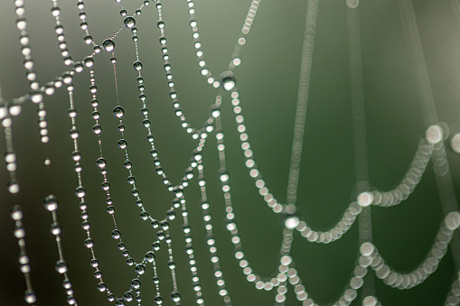 Close up view of a spider web with rain drops on.