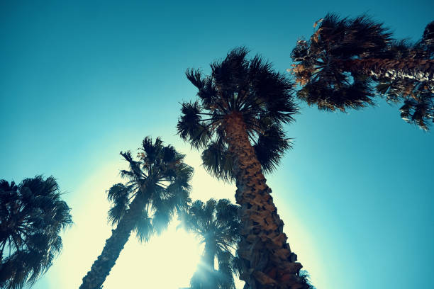 istock Tall palm trees on a sunny warm day 1340069351