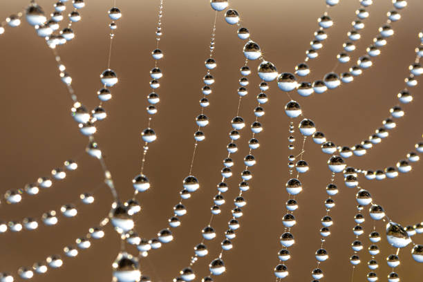istock Close-up of dew drops on a spider web. 1340069381