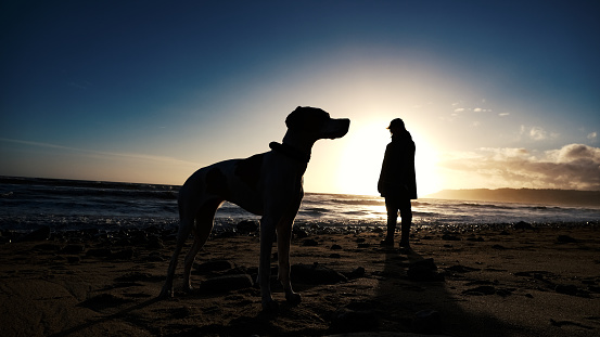 A pet pointer dog and the owner out on a winter walk at sunset on a sandy beach