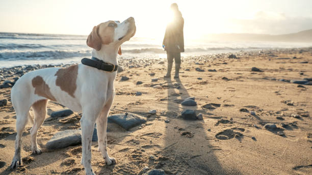 Dog looking skywards on a beach An autumnal walk with a dog on a beach at sunset. jurassic coast world heritage site stock pictures, royalty-free photos & images