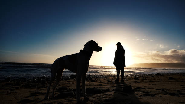 istock A dog looking back at the owner 1340069531