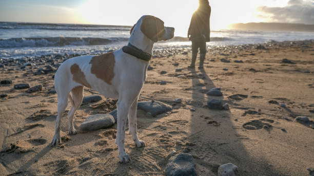 istock Dog and owner on a beach at winter 1340069576