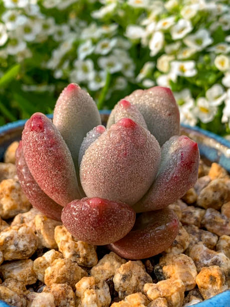 istock Graptopetalum amethystinum - Succulents Plant 1340072915