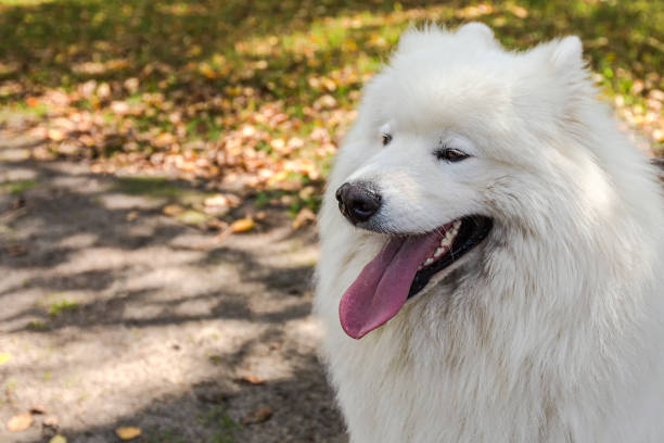 istock Samoyed. A white big fluffy dog in the park 1340073066