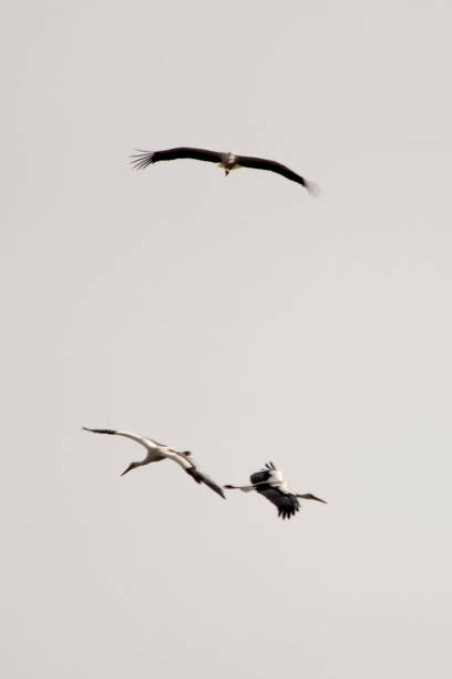 Oriental white storks fly in formation from the north during winter. The Oriental stork-Ciconia boyciana is a large white bird with black-feathered wings in the stork family Ciconiidae.