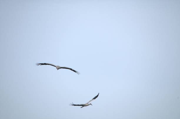 istock Birds in freedom and in their environment. 1340073168