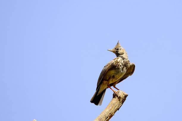 istock Birds in freedom and in their environment. 1340073171