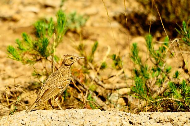 istock Birds in freedom and in their environment. 1340073184