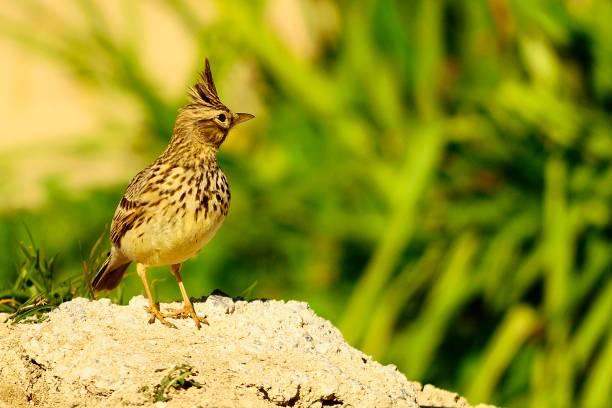 istock Birds in freedom and in their environment. 1340073190