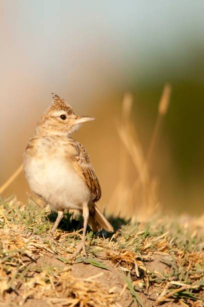 istock Birds in freedom and in their environment. 1340073196