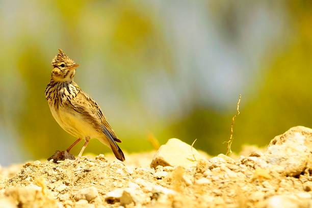 istock Birds in freedom and in their environment. 1340073204