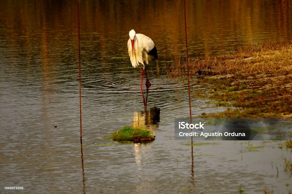 Birds in freedom and in their environment. Ciconia ciconia - White stork, species of large Ciconiiform bird, belonging to the family Ciconiidae. Animal Wildlife Stock Photo